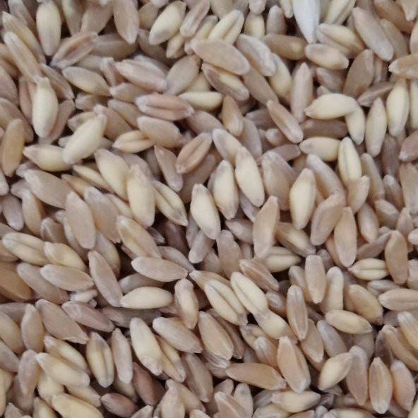 25KG BUĞDAY ÜCRETSİZ KARGO ürün görseli 1