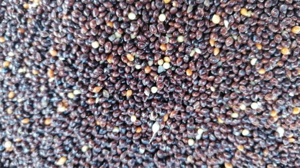 SİYAH DARI MUHABBET KUŞU YEMİ 5kg ürün görseli 1