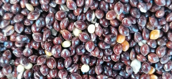 SİYAH DARI MUHABBET KUŞU YEMİ 10Kg ürün görseli 1