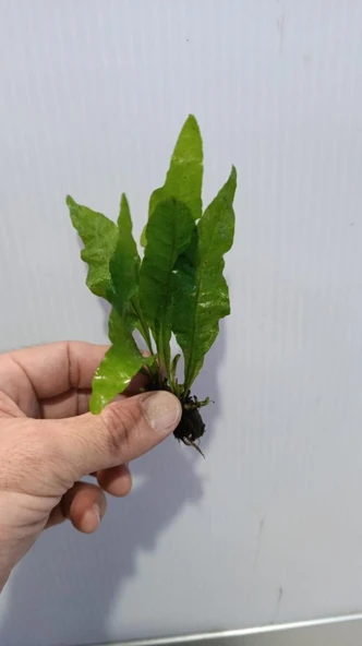 Bitki L119 Microsorum pteropus Akvaryum Bitki - Resim 2