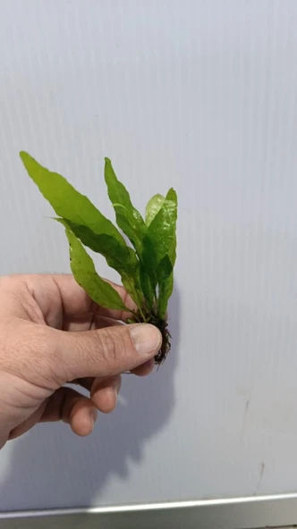 Bitki L119 Microsorum pteropus Akvaryum Bitki - Resim 3