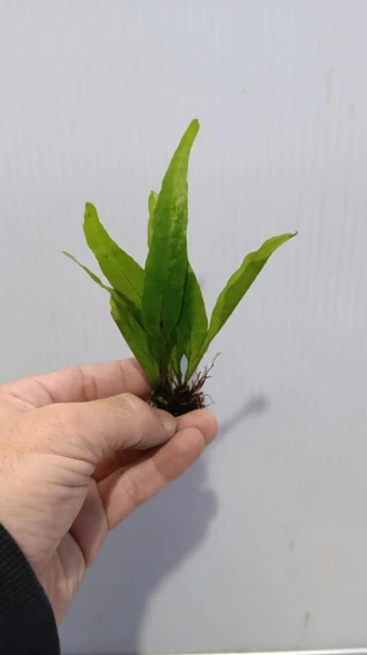 Bitki L119 Microsorum pteropus Akvaryum Bitki - Resim 4
