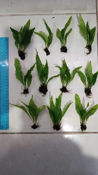 Bitki L119 Microsorum pteropus Akvaryum Bitki ürün görseli 1