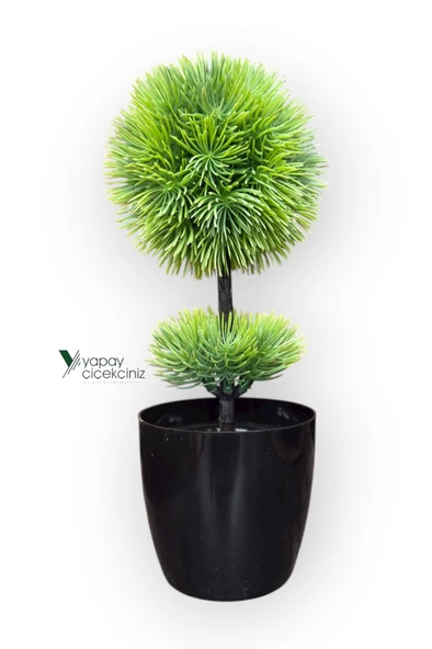 Siyah Saksıda 25 cm Mini Top Şimşir - Resim 8