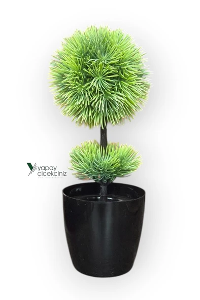 Siyah Saksıda 25 cm Mini Top Şimşir - Resim 9