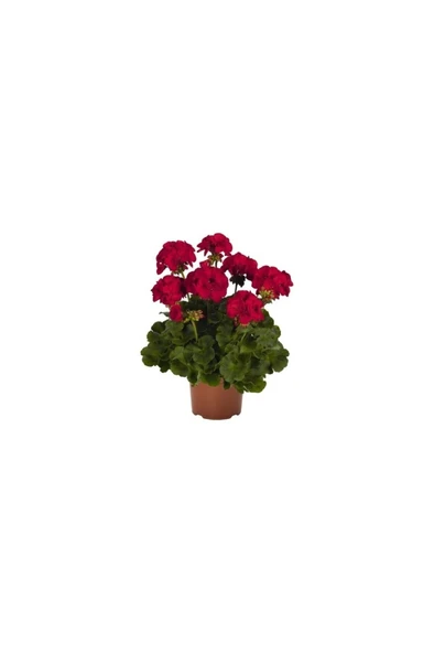Kırmızı Sardunya Çiçeği Fidanı 10-20 cm ürün görseli 1