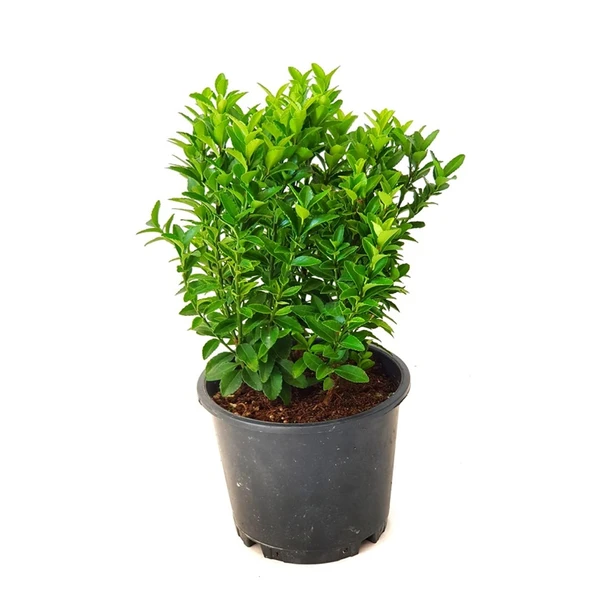 Yeşil Taflan Fidanı 20-40 cm - Resim 4