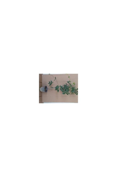 Arap Yasemini Fidanı 10-20 cm 2 Adet ürün görseli 1