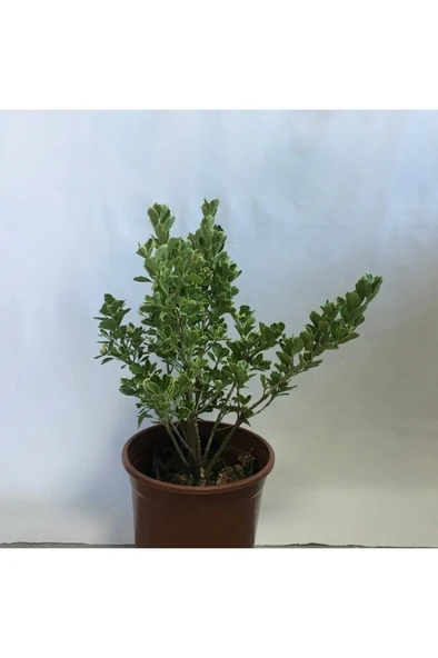 Yeşil Taflan Fidanı 20-40 cm ürün görseli 1