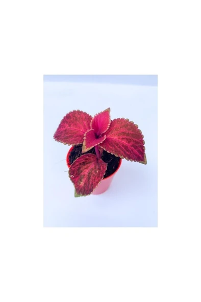 Red Coleus Mini Yaprak Güzeli Kolyoz Çiçeği 10-20 cm ürün görseli 1