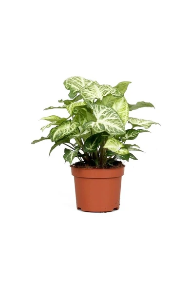 Syngonium Melek Kanadı Çiçeği Fidanı 10-20 cm ürün görseli 1