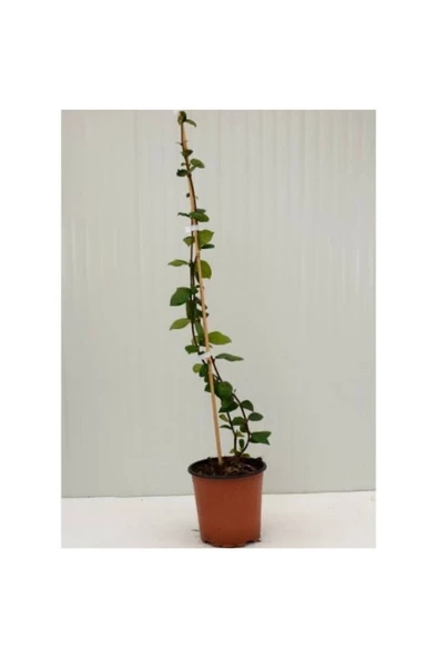 Rhyncospermum Jasminoides Arap Yasemini Fidanı 10-20 cm ürün görseli 1