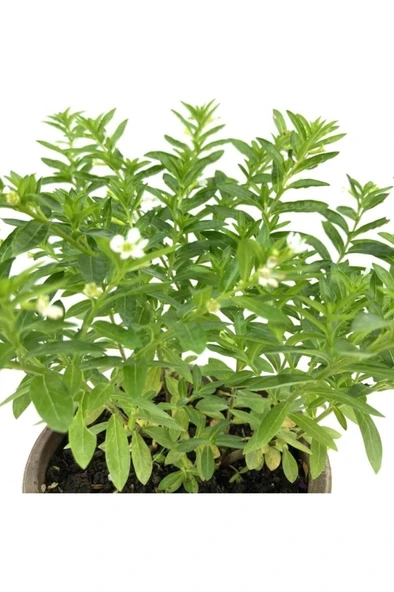 Kufeya Cennet Çiçeği Fidanı 10-20 cm ürün görseli 1