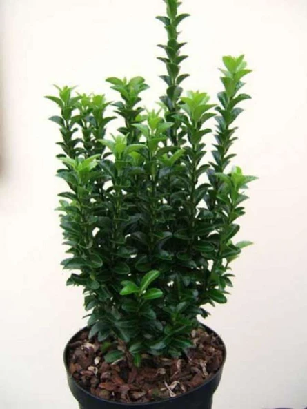 Yeşil Taflan Fidanı 20-40 cm - Resim 2