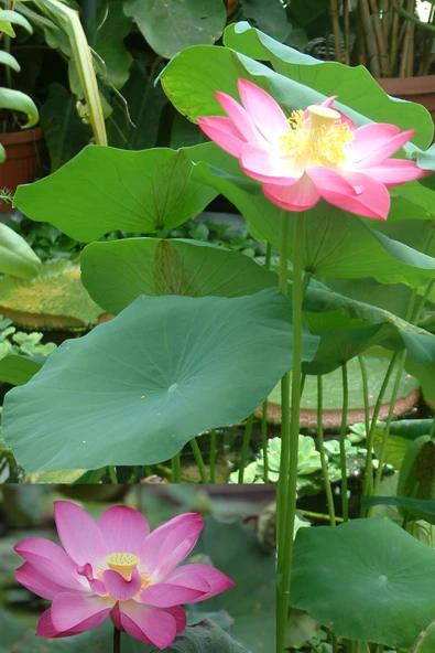 Pembe kutsal lotus tohumu nelumbo nucifera (3 dev tohum) ürün görseli 1