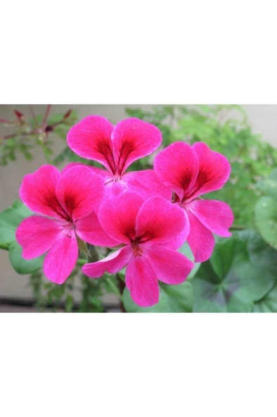 Pembe Sardunya Çiçeği Fidanı 10-20 cm ürün görseli 1