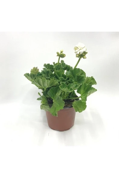 Puslu Beyaz Sardunya Çiçeği Fidanı 10-20 cm ürün görseli 1