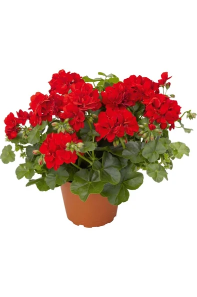 Sardunya Çiçeği Fidanı ''Kırmızı'' 10-20 cm ürün görseli 1