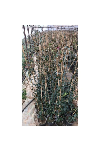 Arap Yasemini Çiçeği Fidanı 10-20 cm ürün görseli 1