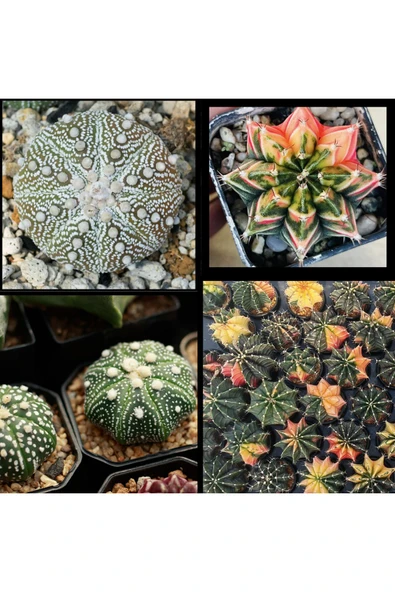 100 Adet  Karışık Kaktüs Tohumu (Gymnocalycium Gymno ve Astrophytum Astro ) ürün görseli 1