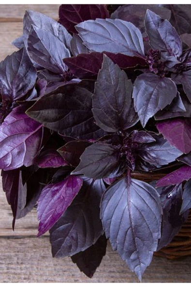 Doğal Mor Reyhan (Mor Fesleğen) Tohumu 2 Gr 700 Adet – Aromatik ve Şifalı Bitki Tohumu ürün görseli 1