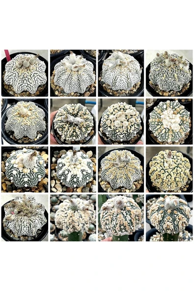 100 Adet Kaktüs Tohumu Karışık Astrophytum Astro ( 5 Ribs,kıkko,superkabuto ,star Type, V Type ) ürün görseli 1