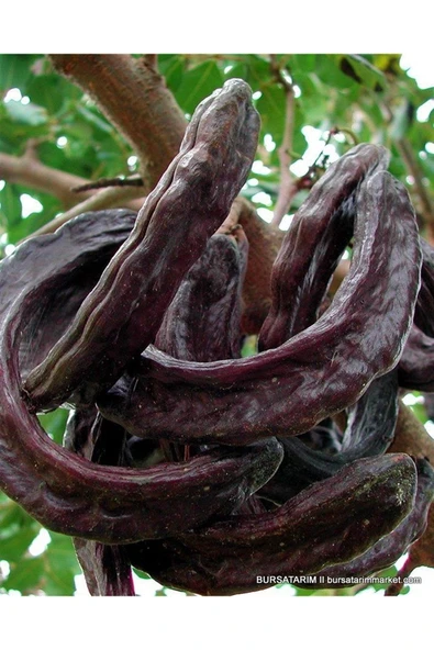 Keçi Boynuzu 250 Gr ürün görseli 1