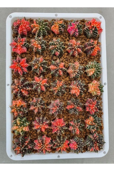 100 Adet Tohum Kaktüs Gymnocalycium Gymno Variegate Mix Karışık Tiger ,lb , Lb Hd, Pink Diamond ürün görseli 1