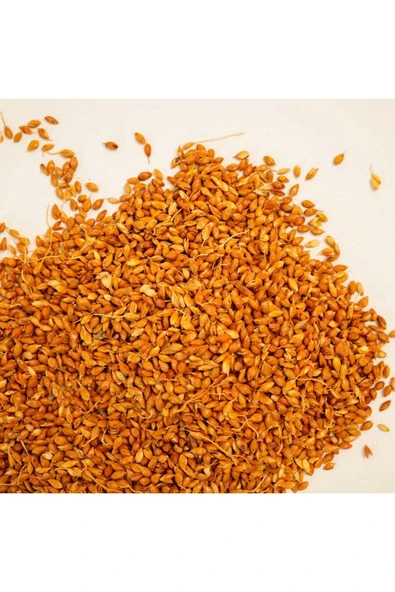 Süpürge Otu Tohumu 100 Gr - Resim 3