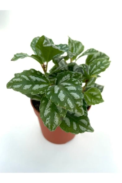 Pilea Cadierei Karyağdı Çiçeği Fidanı 10-20 ürün görseli 1