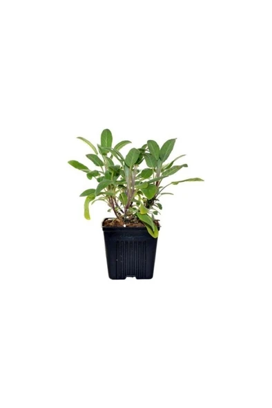 Salvia Culinaria Adaçayı Fidanı 10-20 cm ürün görseli 1
