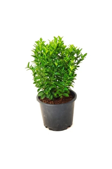 Yeşil Sütun Taflan Fidanı 10-20 cm ürün görseli 1
