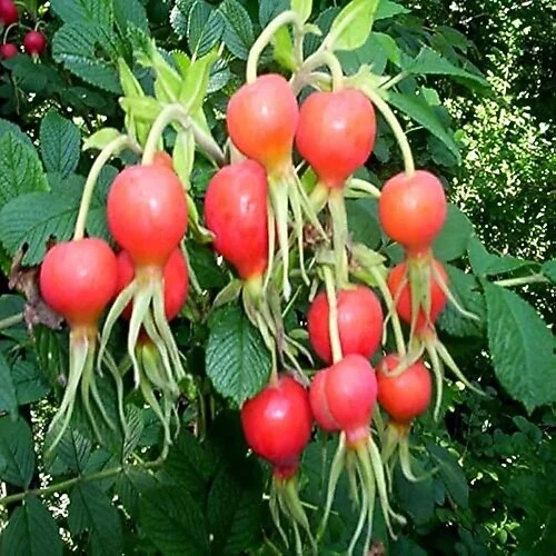 Dikensiz Yediveren Kuşburnu Fidanı 10-20 cm ürün görseli 1