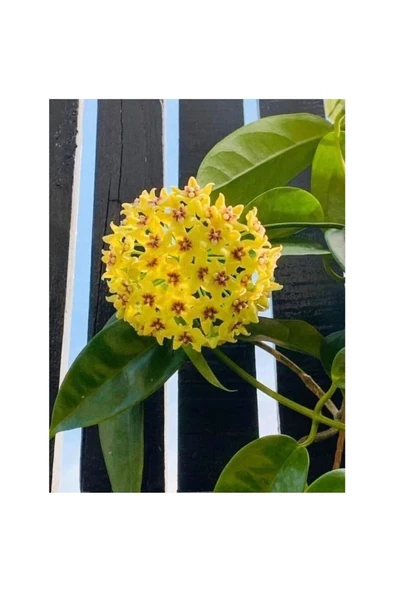 Sarı Kırmızı Mum Çiçeği Fidanı 10-20 cm ürün görseli 1