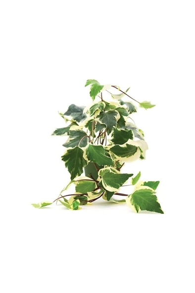 Alacalı Orman Kaya Sarmaşığı (Hedera Helix) Fidanı 10-20 cm ürün görseli 1