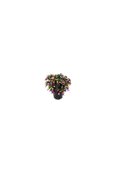 Fuchsia Küpeli Çiçeği Fidanı 10-20 cm ürün görseli 1