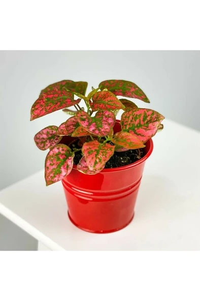 Hypoestes - Red - Hostes Çiçeği Fidanı Kırmızı Çilli 10-20 cm ürün görseli 1