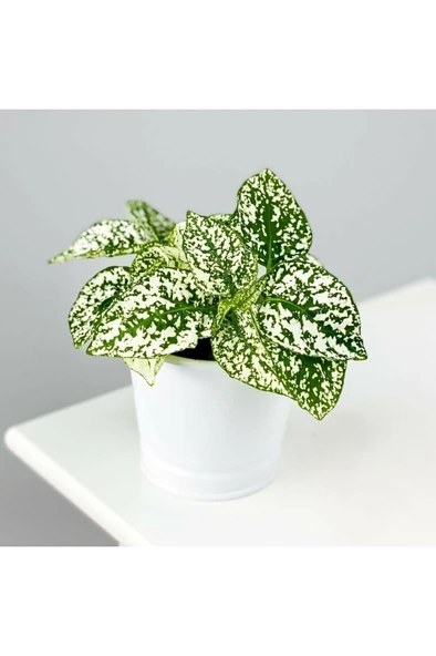 Hypoestes - White - Hostes Çiçeği Fidanı Yeşil Beyaz Çilli 10-20 cm ürün görseli 1