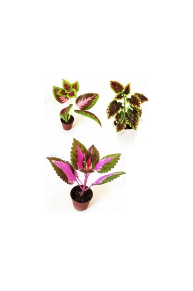 Yaprak Güzeli Set- Kolyos Mix 3 Adet 10-20 cm ürün görseli 1