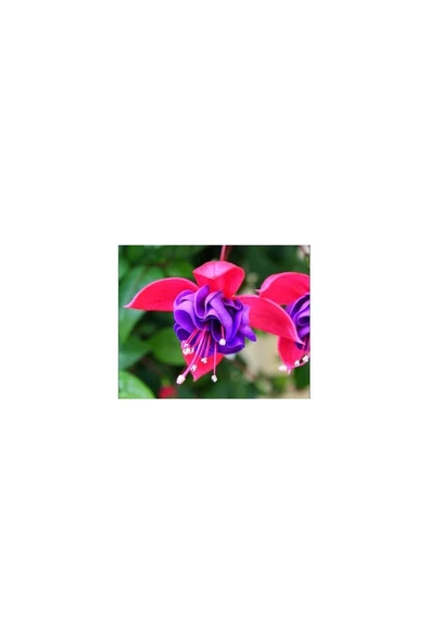 Fuchsia Küpeli Çiçeği Fidanı 10-20 cm - Resim 2