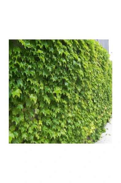 Hedere Petram Green Kaya Sarmaşığı Fidanı 10-20 cm ürün görseli 1