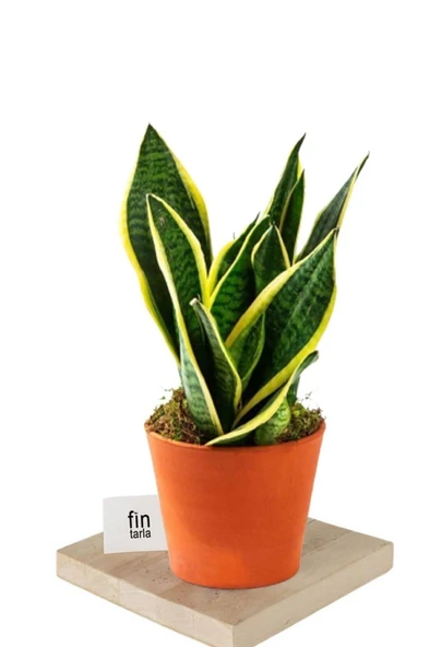 Sarı Çizgili Sansevieria Paşa Peygamber Kılıcı Çiçeği 10-20 cm ürün görseli 1