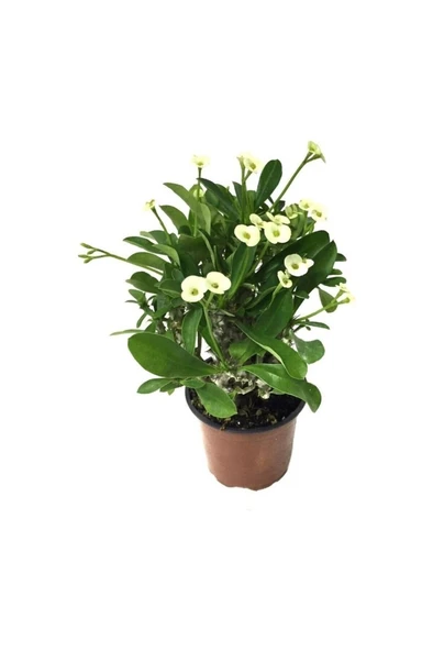 Saksılı Sarı Dikenler Tacı Japon Iğnesi Euphorbia Milii 10-20 cm ürün görseli 1