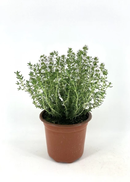 Kekik Fidanı Thymus Vulgaris 10-20 cm 5 Adet ürün görseli 1