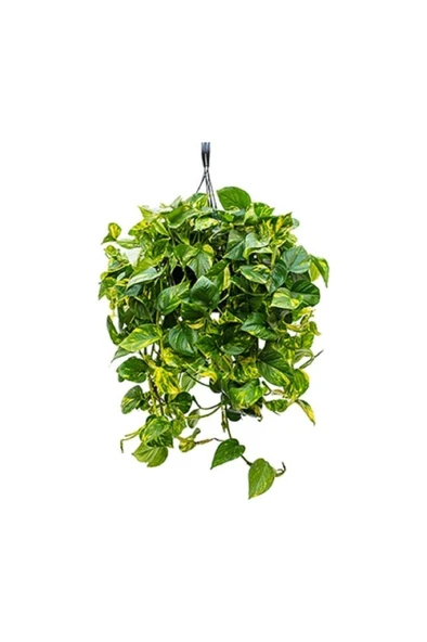 Patos Pothos Sarmaşığı Ev Salon Ve Ofis Sarmaşığı 10-20 cm ürün görseli 1