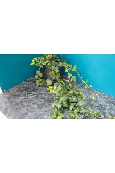 Hedera Helix Sarmaşık Duvar Sarmaşığı Orman Sarmaşığı Salon Sarmaşığı ürün görseli 1
