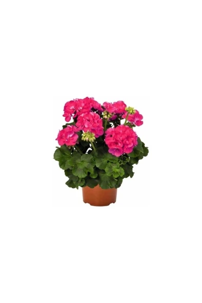Pembe Sardunya Çiçeği Fidesi 10-20 cm ürün görseli 1