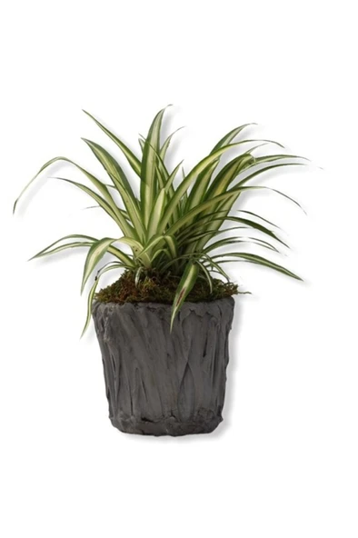 Kurdele Çiçeği Fidanı 10-20 cm ürün görseli 1