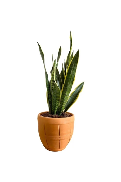 Sansevieria Trifasciata Paşa Kılıcı Fidanı 10-20 cm ürün görseli 1