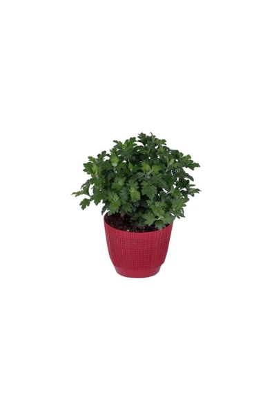 Kasımpatı Saksı’da (Chrysanthemum) Kırmızı Renk 10-20 cm ürün görseli 1